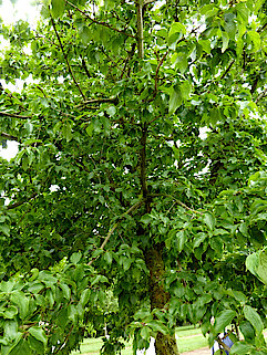 Kornelkirsche (Cornus Mas - Cornelian Cherry)