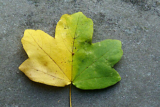 Feldahorn-Blatt im Herbst (hier gelb-grün, Foto Chris Baudy)