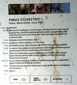 Informationstafel zur Waldkiefer/Föhre