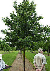 Baum-Hasel (Corylus Colurna - Turkish Hazel)