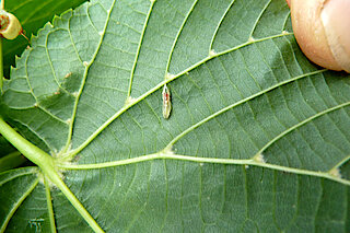 Blatt der Sommer-Linde mit einer Blattwespen-Larve