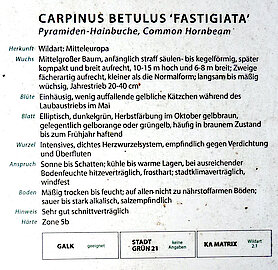 Informationstafel zur Pyramiden-Hainbuche 