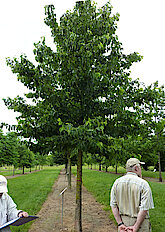 Baumhasel im Klimabaum-Hain Lorenz von Ehren, Foto 24.06.22, Gisela Baudy)