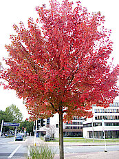 Bild 25: Rot-Ahorn von Bild 24 in voller Herbstfärbung (Foto: Gisela Baudy)