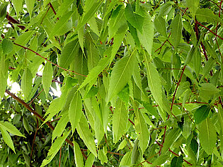 Blätter der Japanischen Zelkove