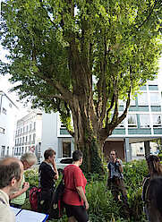 Bild 21: Pappeln im Max-Schmeling-Park mit dem bezirklichen Baumpfleger Stephan Meyer (Foto: Gisela Baudy)