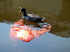 Ente im Plastikreich. (Außenmühlenteich, Harburg, 03.08.15, Foto Chris Baudy)