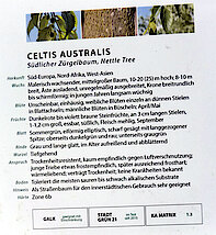Informationstafel zum Zürgelbaum