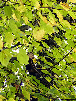 Blätter der Holländischen Linde (Max-Schmeling-Park, 21.10.22, Foto Gisela Baudy)