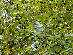 Früchte der Ahornblättrigen Platane (21.10.22, Foto Chris Baudy)