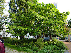 Trompetenbaum im Max-Schmeling-Park (10.09.21, Foto Gisela Baudy)