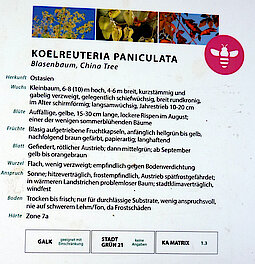 Informationstafel zum Blasenbaum