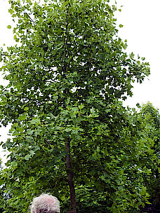 Tulpenbaum (Liriodendron Tulpipifera - American Tulip Tree)