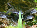 Grasfrösche in einem privaten Gartenteich in Fischbek (Foto Rolf Buhs, Teilausschnitt)