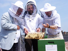 Thomas Völsch (links), Thomas Krieger und Cornelis F. Hemmer begutachten eine Bienenwabe (Foto Gisela Baudy)