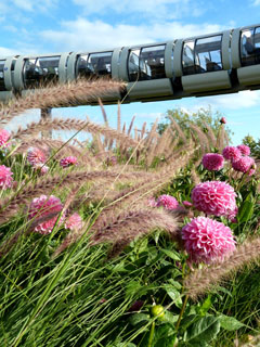 Monorail über Blumenmeer (Foto Chris Baudy)