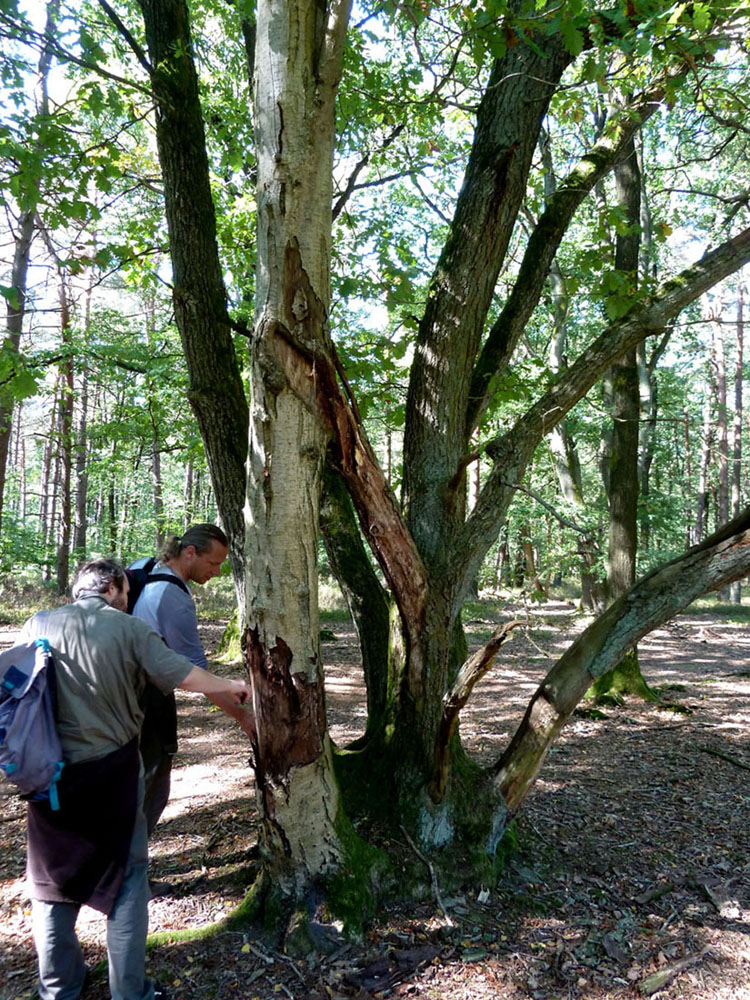 Waldpfleger Sebastian (rechts) untersucht die Dreiergruppe aus Eberesche und Eichen (Foto Gisela Baudy)