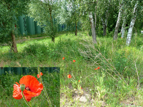 Baum- und Blütenparadies hinter dem Bostelbeker Hauptdeich (Fotos und Collage Gisela Baudy)
