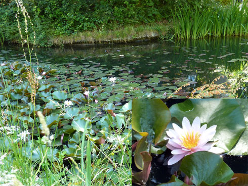 Seerosen in Heimfeld wie in Planten un Blomen (Fotos und Collage Gisela Baudy)